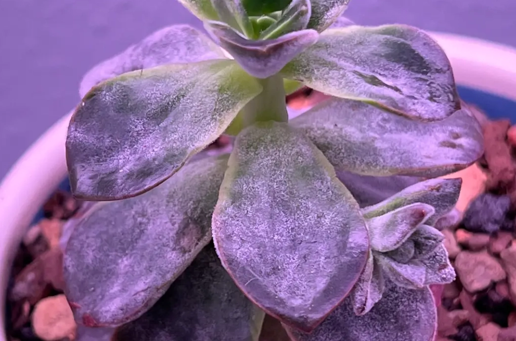 植物發霉處理 植物發霉處理