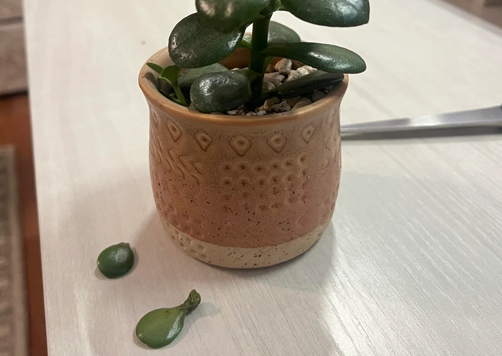 多肉葉片脫落處理 多肉葉片脫落處理