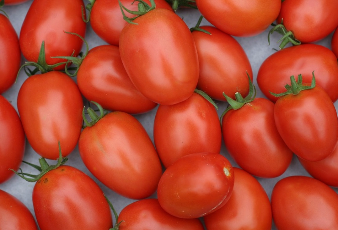 番茄品種推薦 番茄品種推薦
