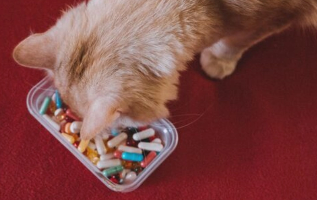 貓咪飲食禁忌 貓咪飲食禁忌