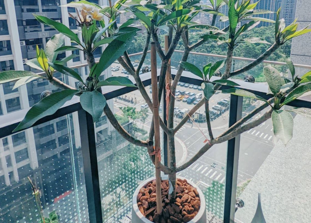 景觀樹木 景觀樹木