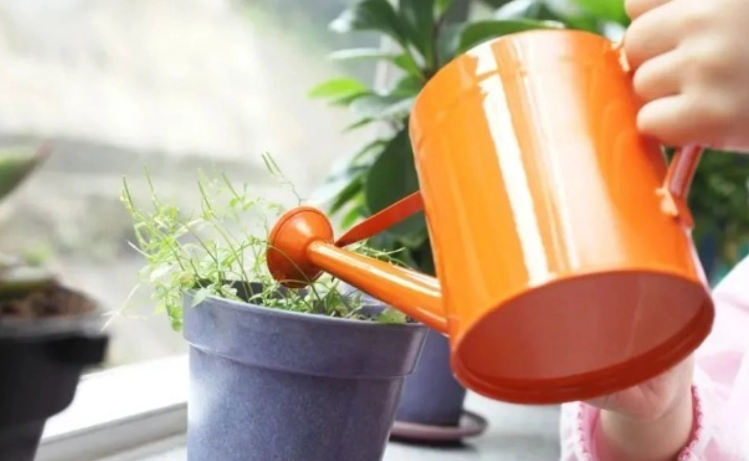 如何判斷盆栽澆水