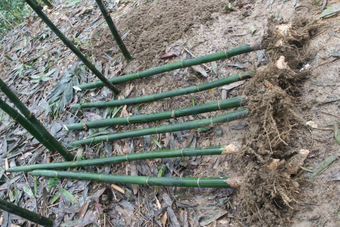 竹類植物照顧 竹類植物照顧