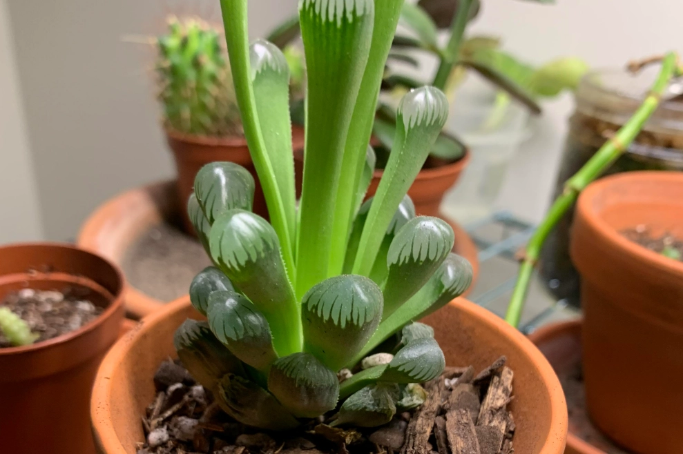 玉露徒長 玉露徒長