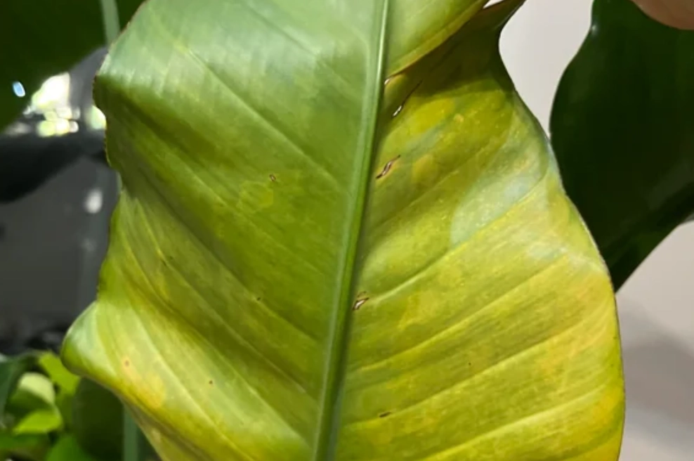 天堂鳥養護 天堂鳥養護