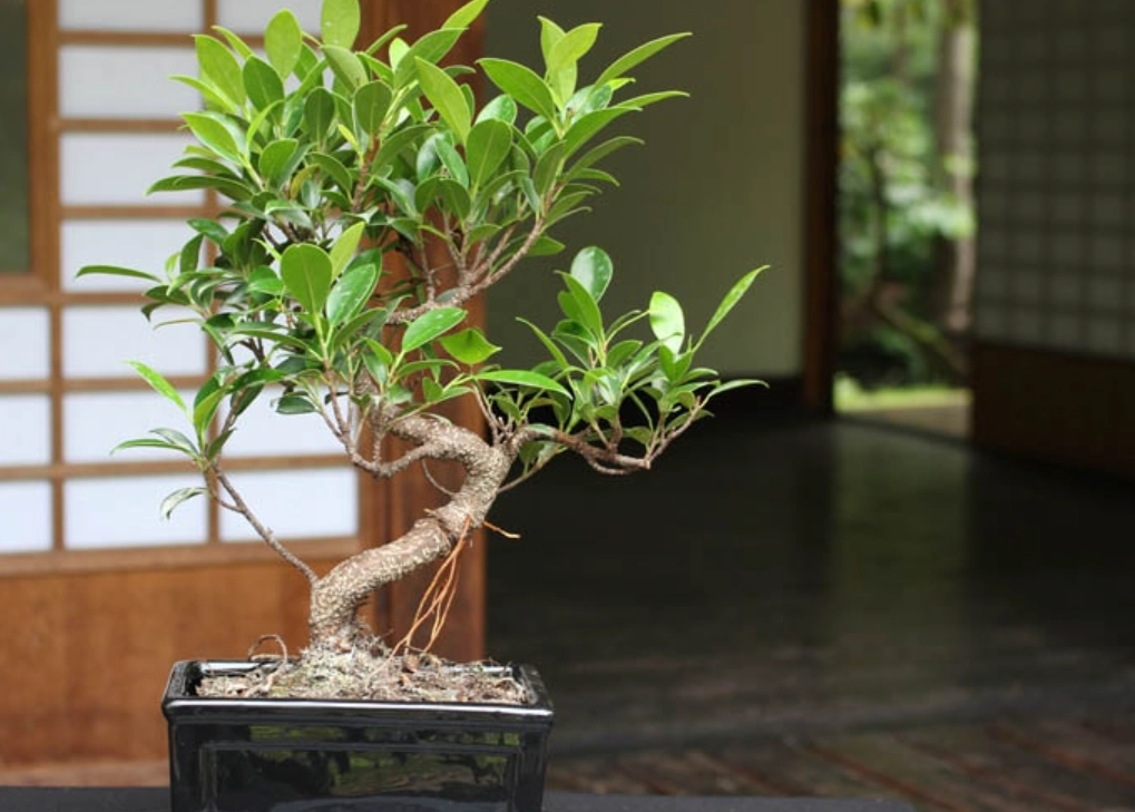 室內盆栽樹種 室內盆栽樹種