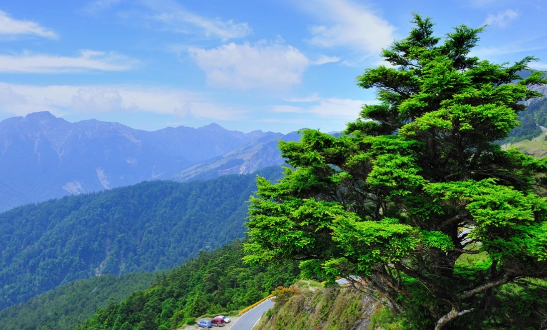 台灣二葉松 觀賞地點 台灣二葉松 觀賞地點