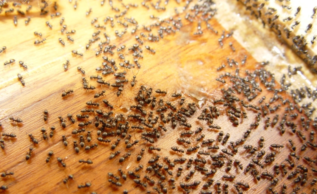 夢到螞蟻成群 意思 夢到螞蟻成群 意思