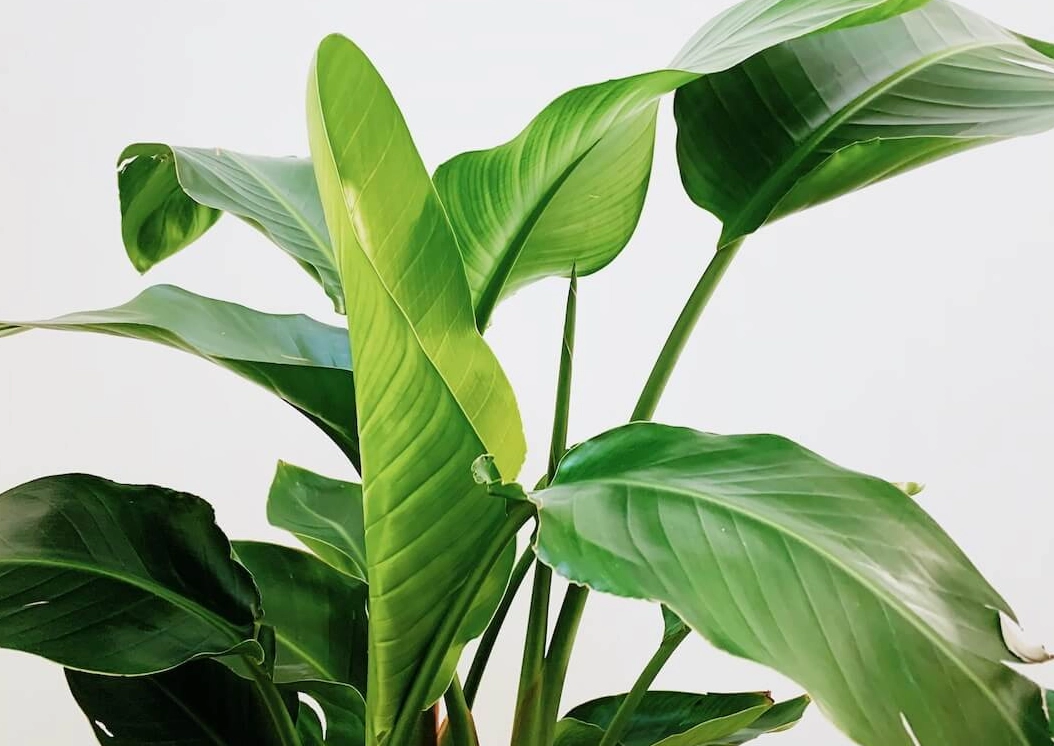 天堂鳥 葉子 焦邊