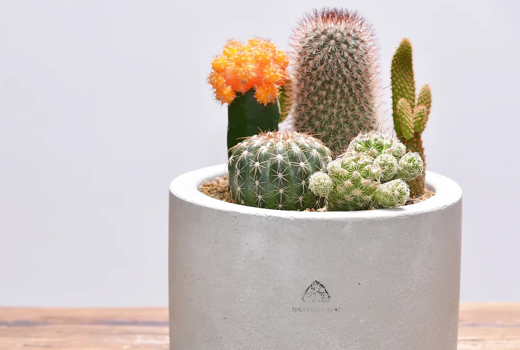 室內盆栽樹種 室內盆栽樹種