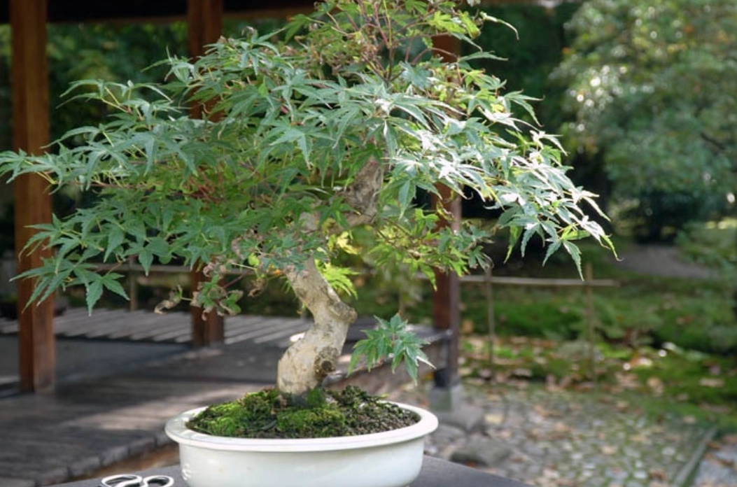 小型樹種推薦 小型樹種推薦