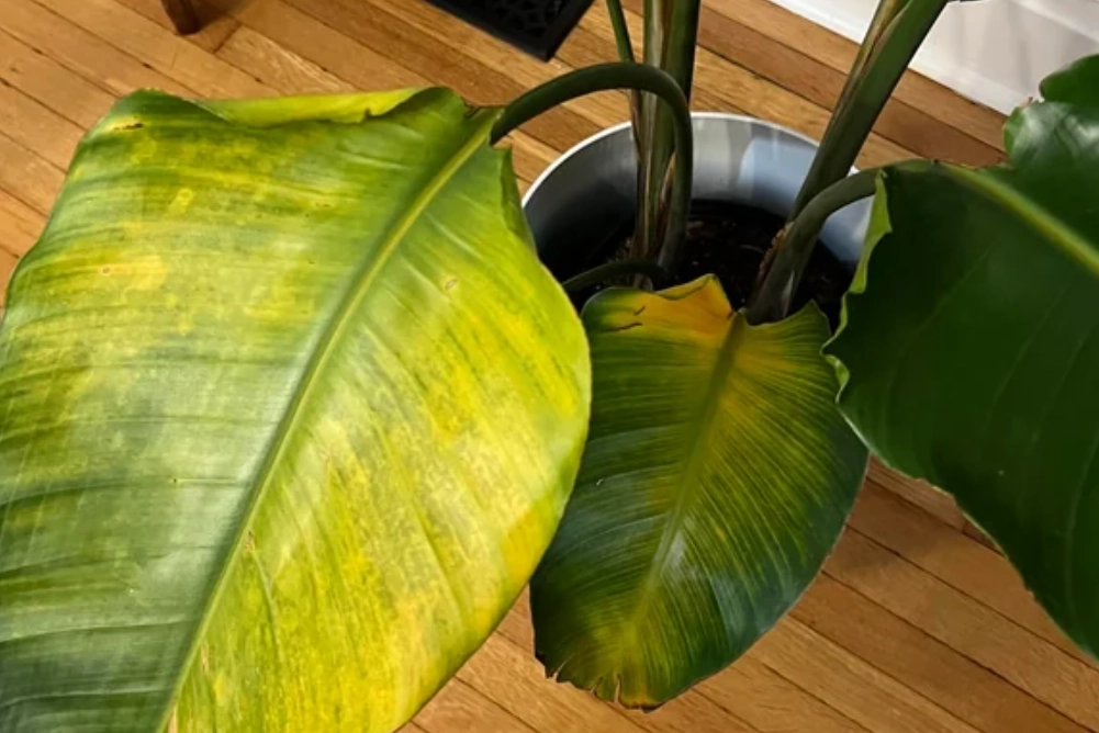 天堂鳥葉子變黃 天堂鳥葉子變黃