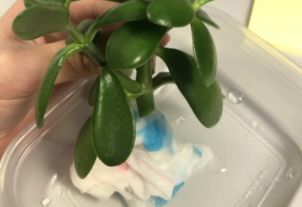 玉樹扦插 玉樹扦插