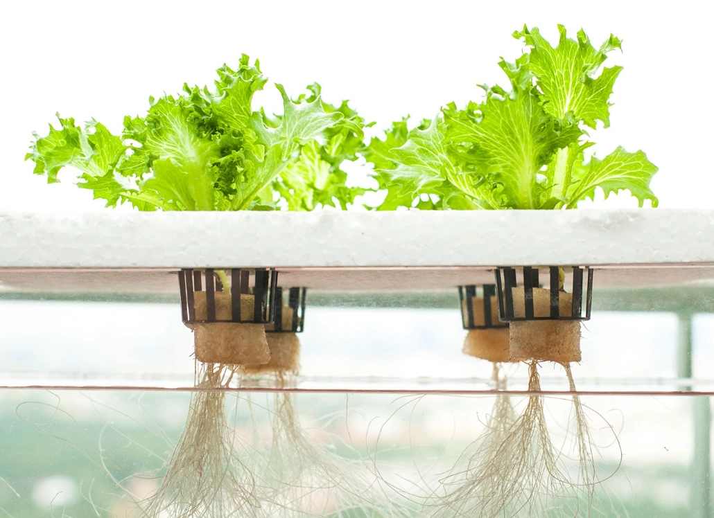 水培蔬菜設備