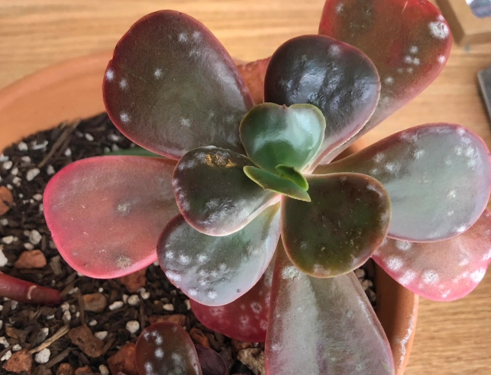 多肉植物病害 多肉植物病害