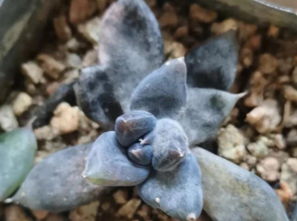 植物發霉處理 植物發霉處理