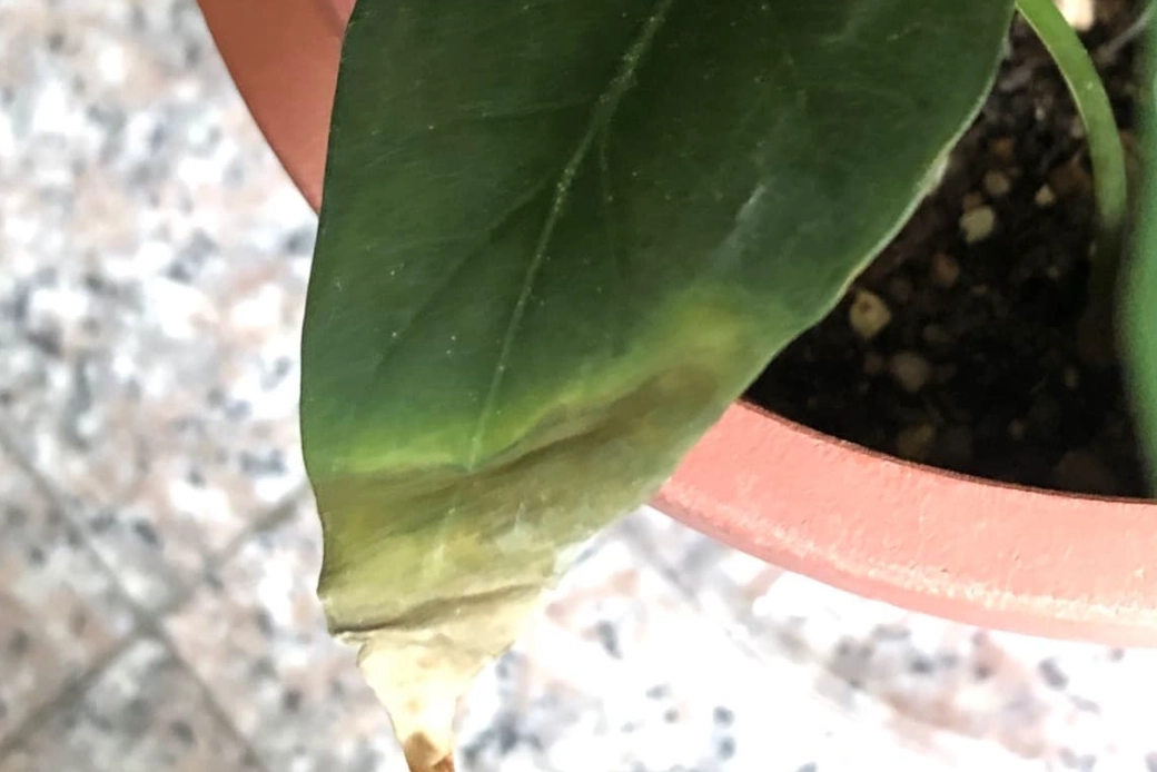 觀音蓮黃葉原因