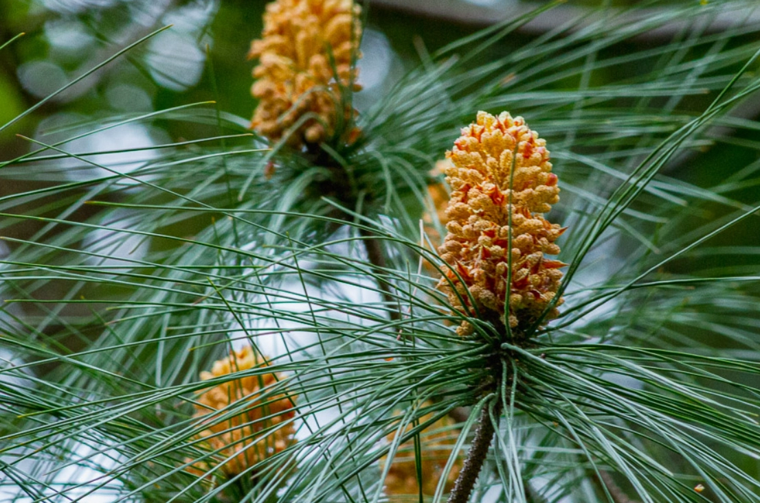台灣二葉松 特徵 台灣二葉松 特徵