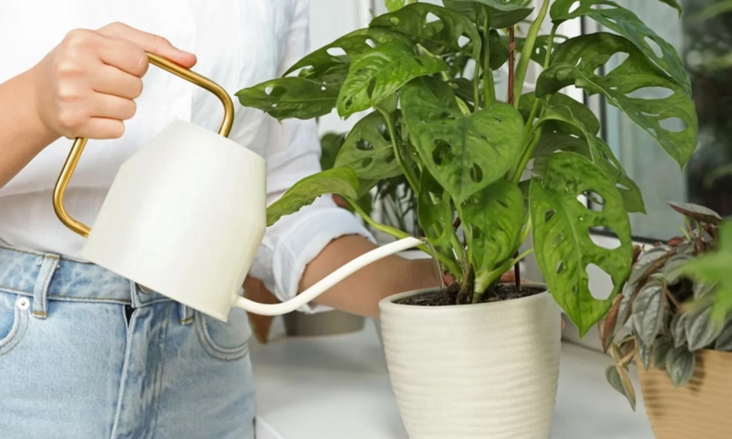 盆栽澆水頻率 盆栽澆水頻率