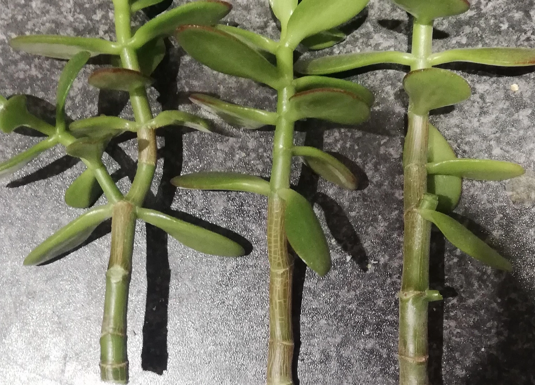 多肉植物繁殖 多肉植物繁殖