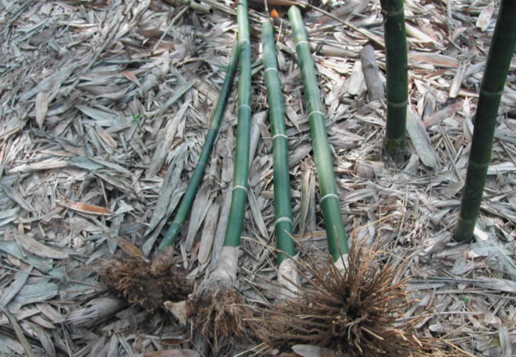 竹子盆栽 竹子盆栽