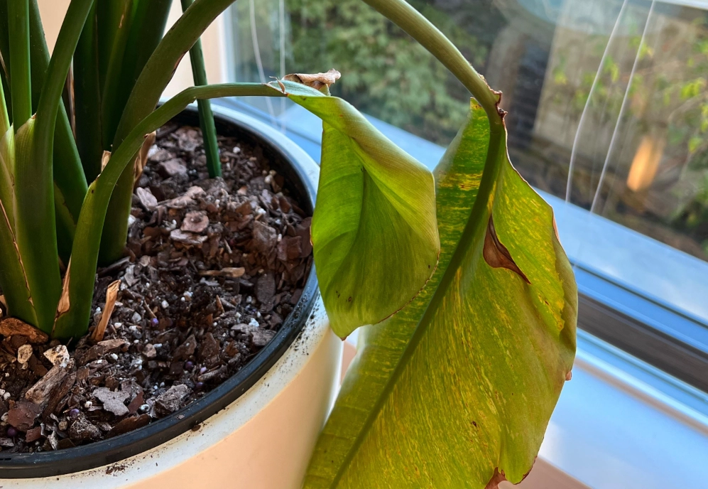 天堂鳥葉子變黃 天堂鳥葉子變黃