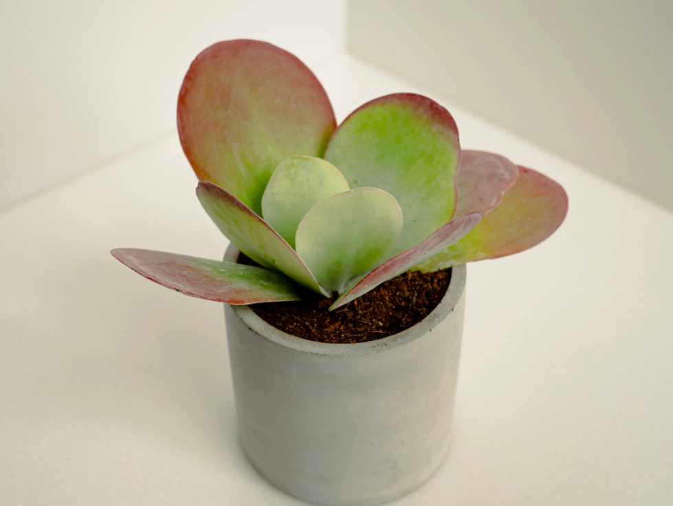 唐印養護 唐印養護