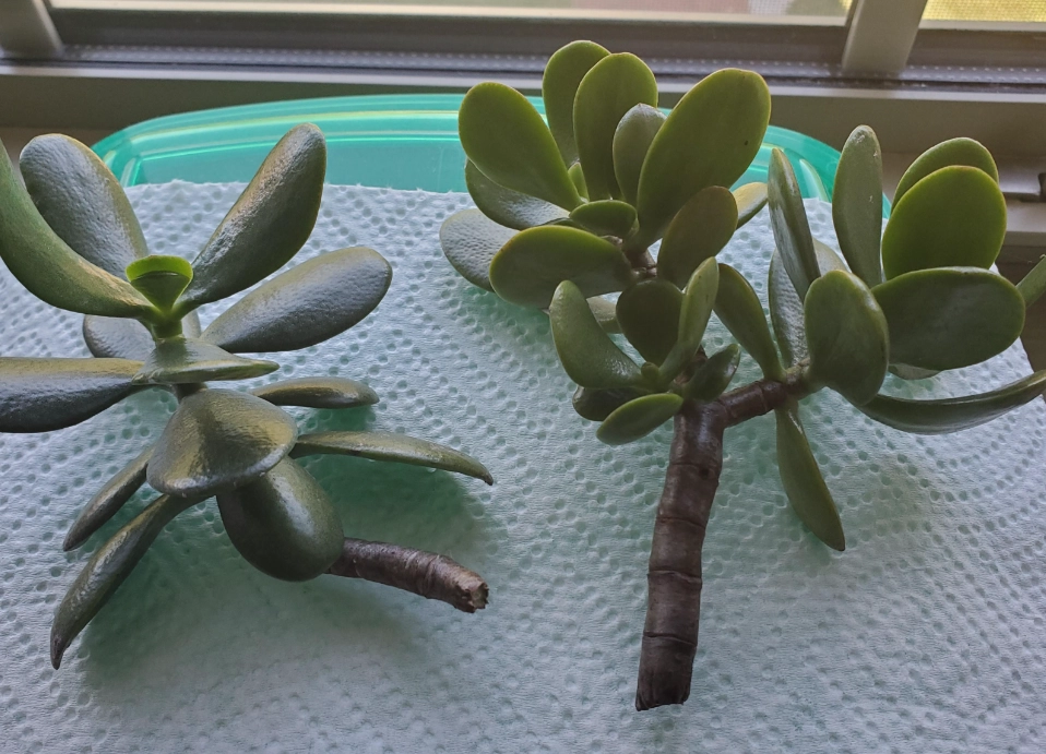 玉樹扦插 玉樹扦插