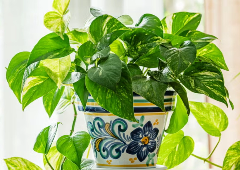 室內盆栽樹種 室內盆栽樹種