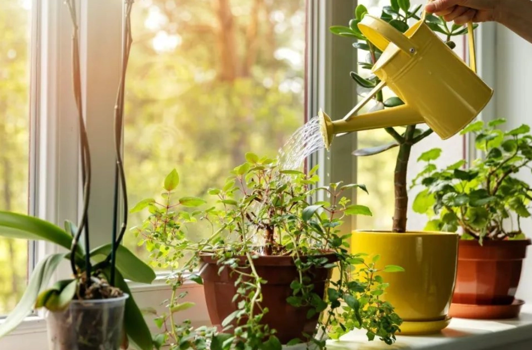 如何判斷盆栽澆水 如何判斷盆栽澆水