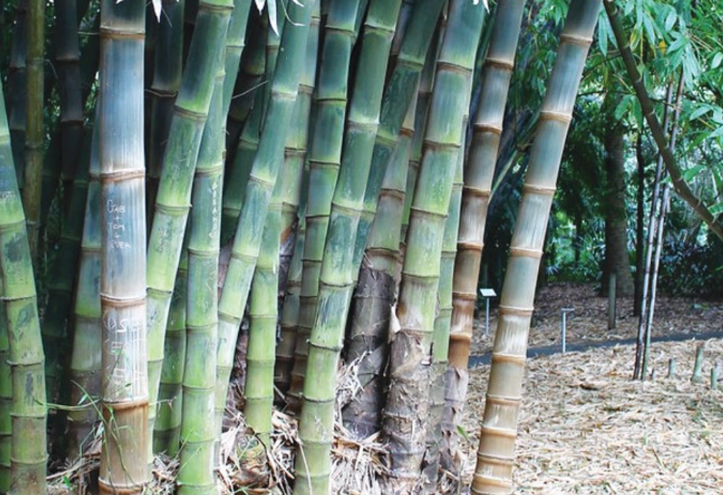 竹類植物照顧 竹類植物照顧