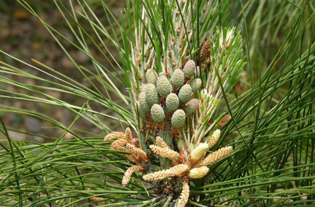 台灣二葉松 特徵 台灣二葉松 特徵