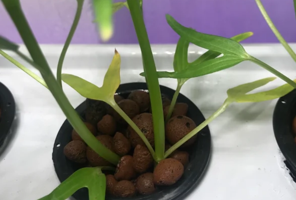 空心菜保存 空心菜保存