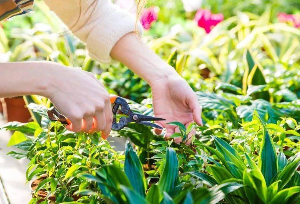 修剪花草技巧 修剪花草技巧