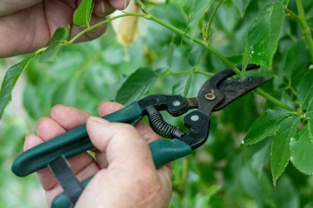 花草修剪時機 花草修剪時機