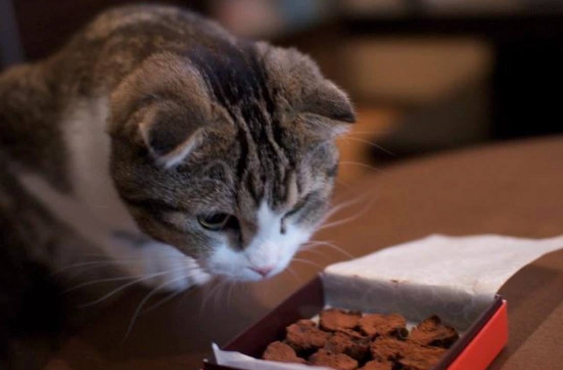 貓不能吃的食物