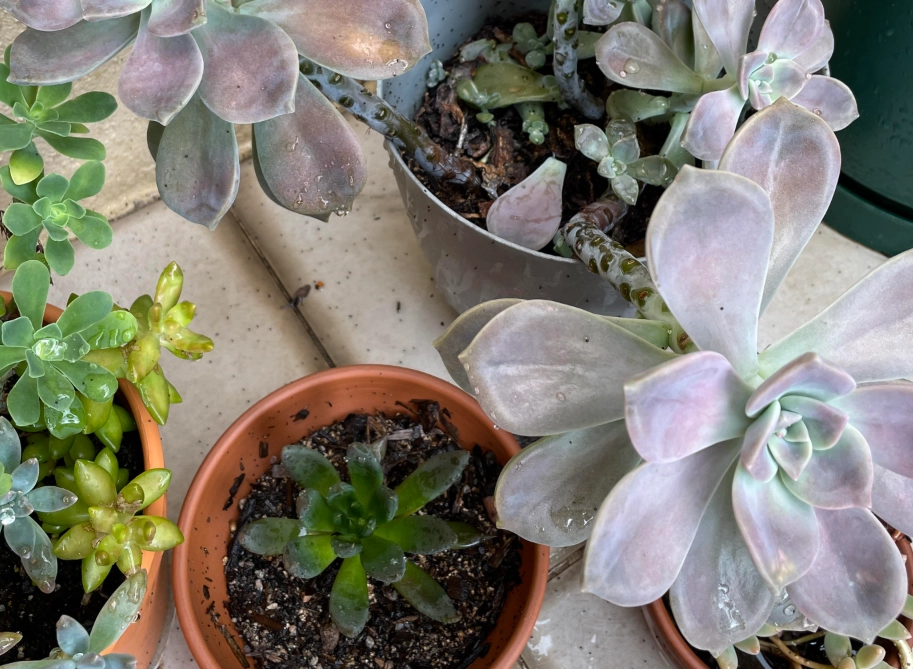 多肉植物病害 多肉植物病害