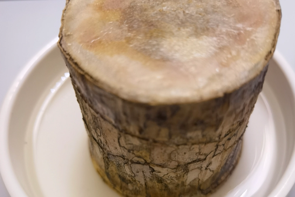 巴西木不發芽原因 巴西木不發芽原因