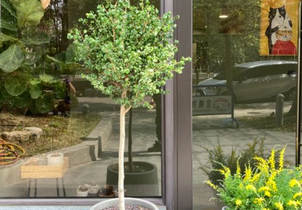 小型樹種推薦 小型樹種推薦