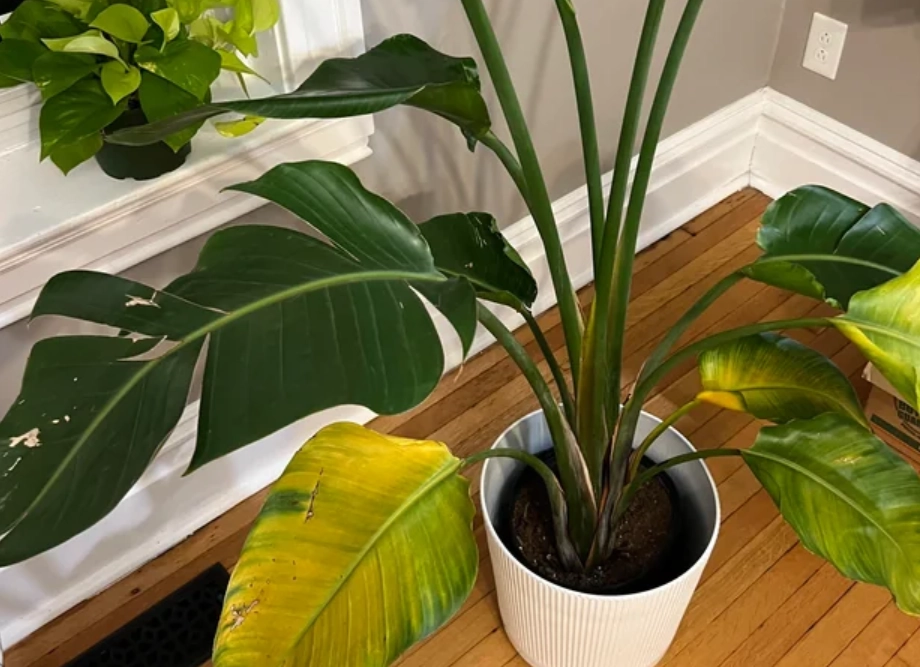 天堂鳥葉子變黃 天堂鳥葉子變黃