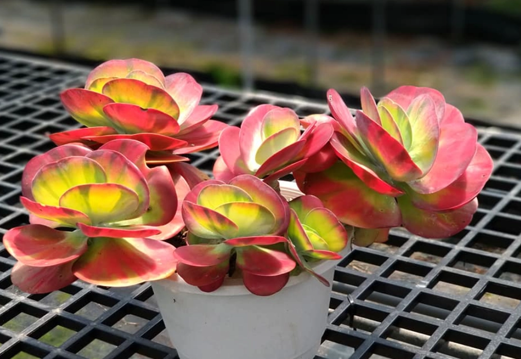 唐印養護 唐印養護