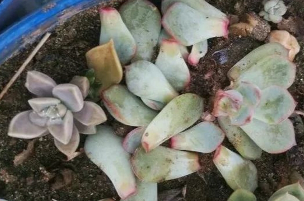 多肉植物養護技巧