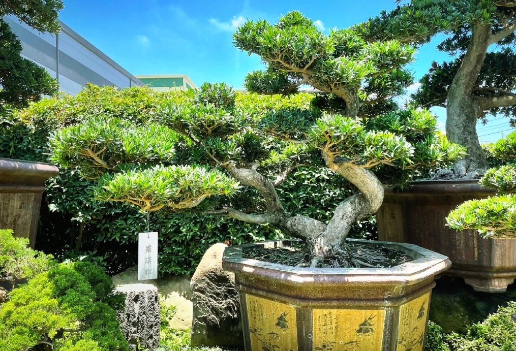 小型樹種推薦 小型樹種推薦