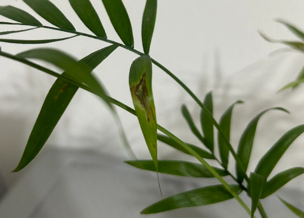 袖珍椰子葉子焦枯