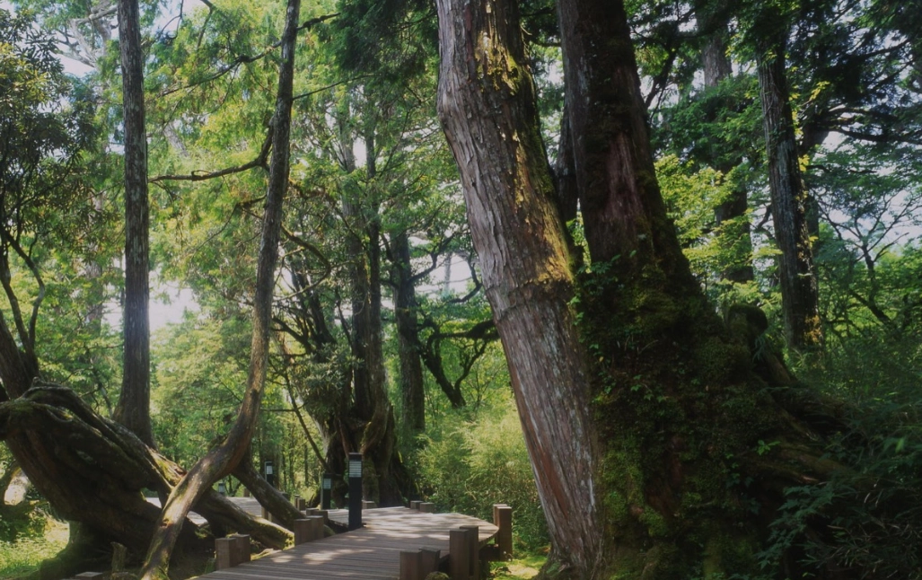 台灣二葉松 特徵 台灣二葉松 特徵