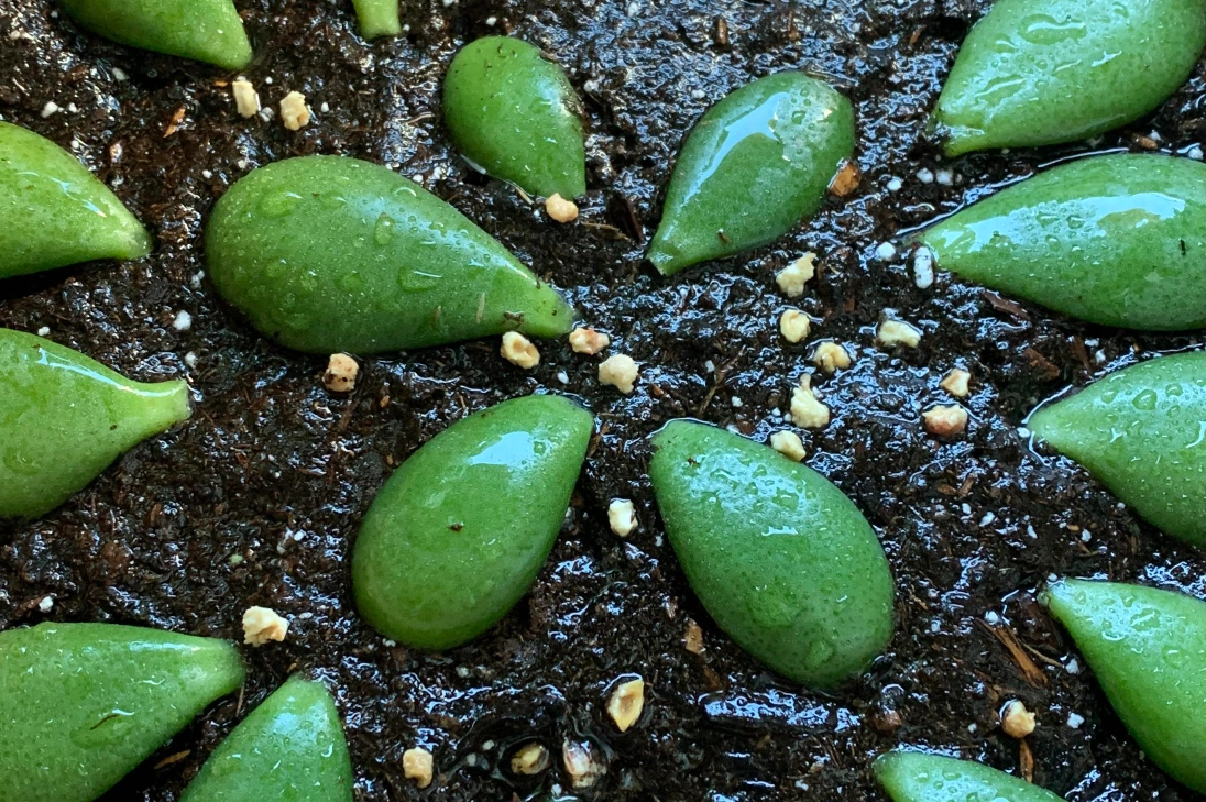 多肉植物繁殖 多肉植物繁殖