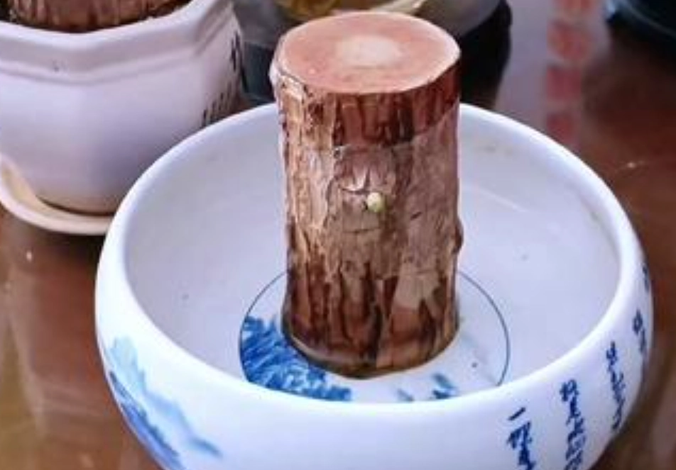 巴西木發芽方法 巴西木發芽方法