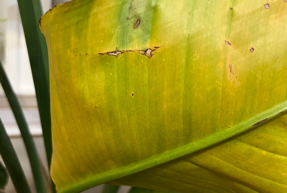 葉黃原因 葉黃原因