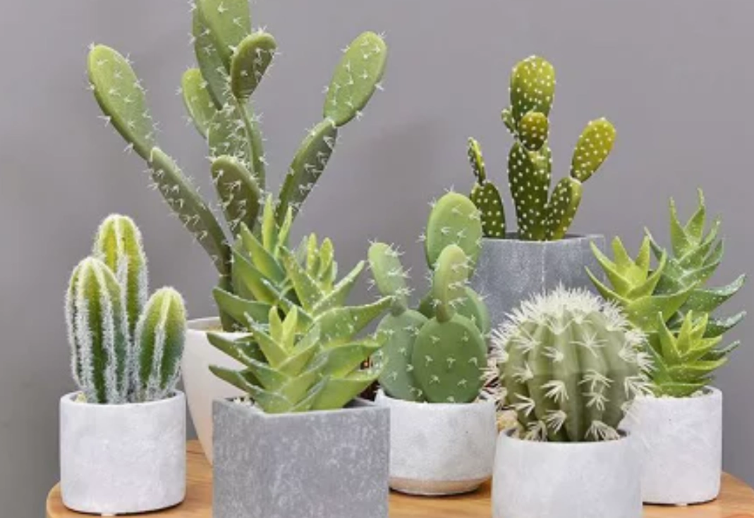 盆栽樹木推薦 盆栽樹木推薦