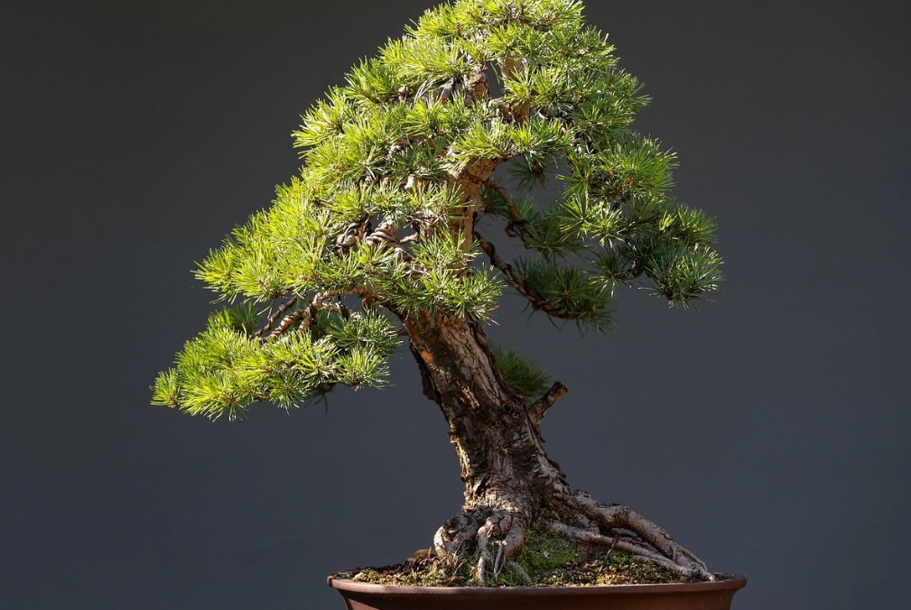 盆栽樹木推薦 盆栽樹木推薦